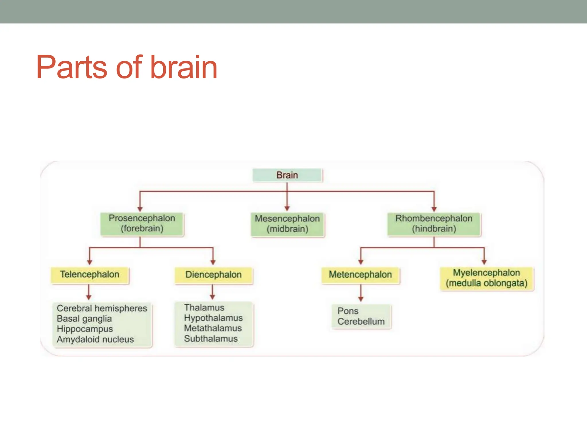 Parts of brain
 