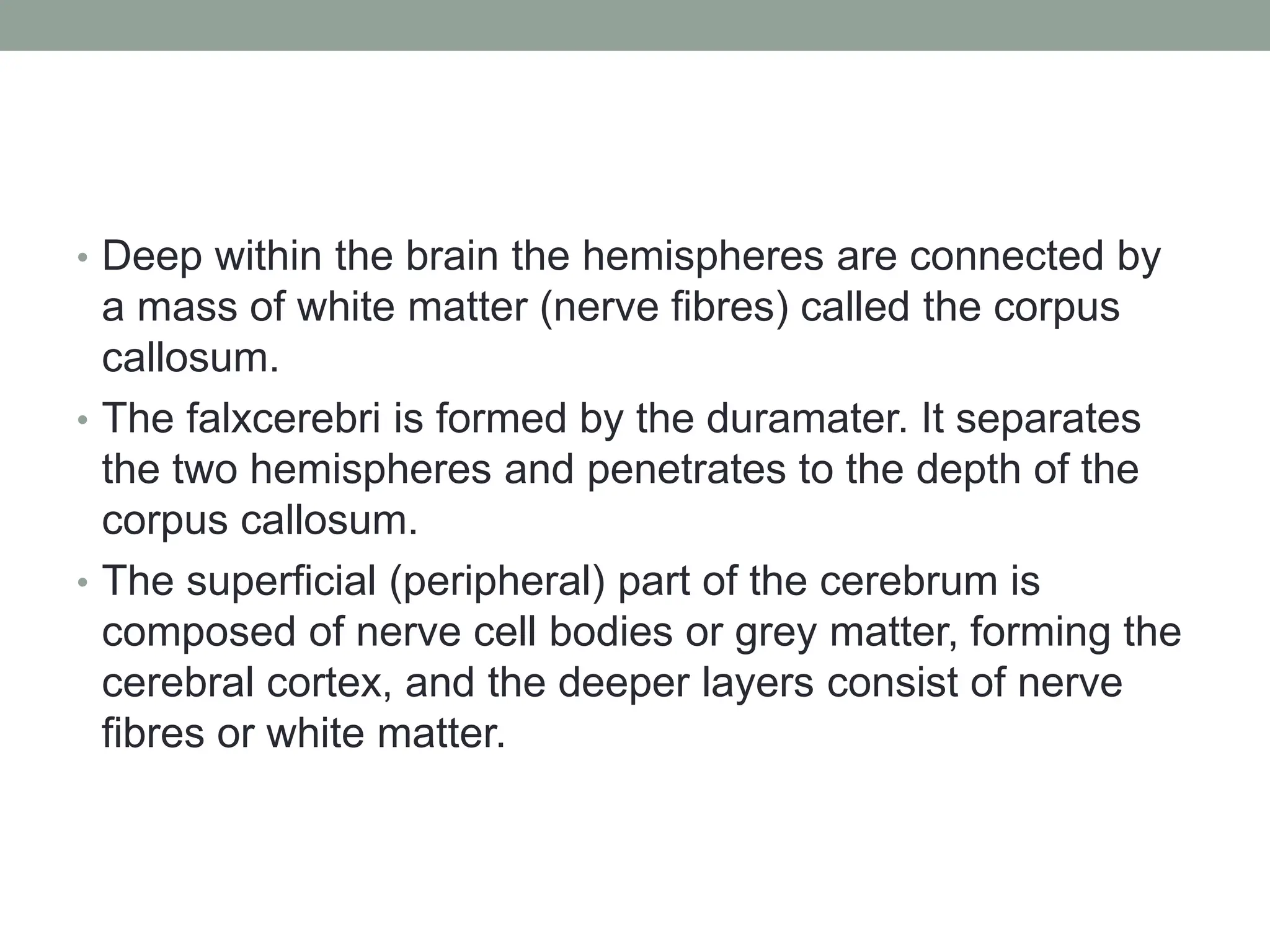 • Deep within the brain the hemispheres are connected by
a mass of white matter (nerve fibres) called the corpus
callosum.
• The falxcerebri is formed by the duramater. It separates
the two hemispheres and penetrates to the depth of the
corpus callosum.
• The superficial (peripheral) part of the cerebrum is
composed of nerve cell bodies or grey matter, forming the
cerebral cortex, and the deeper layers consist of nerve
fibres or white matter.
 