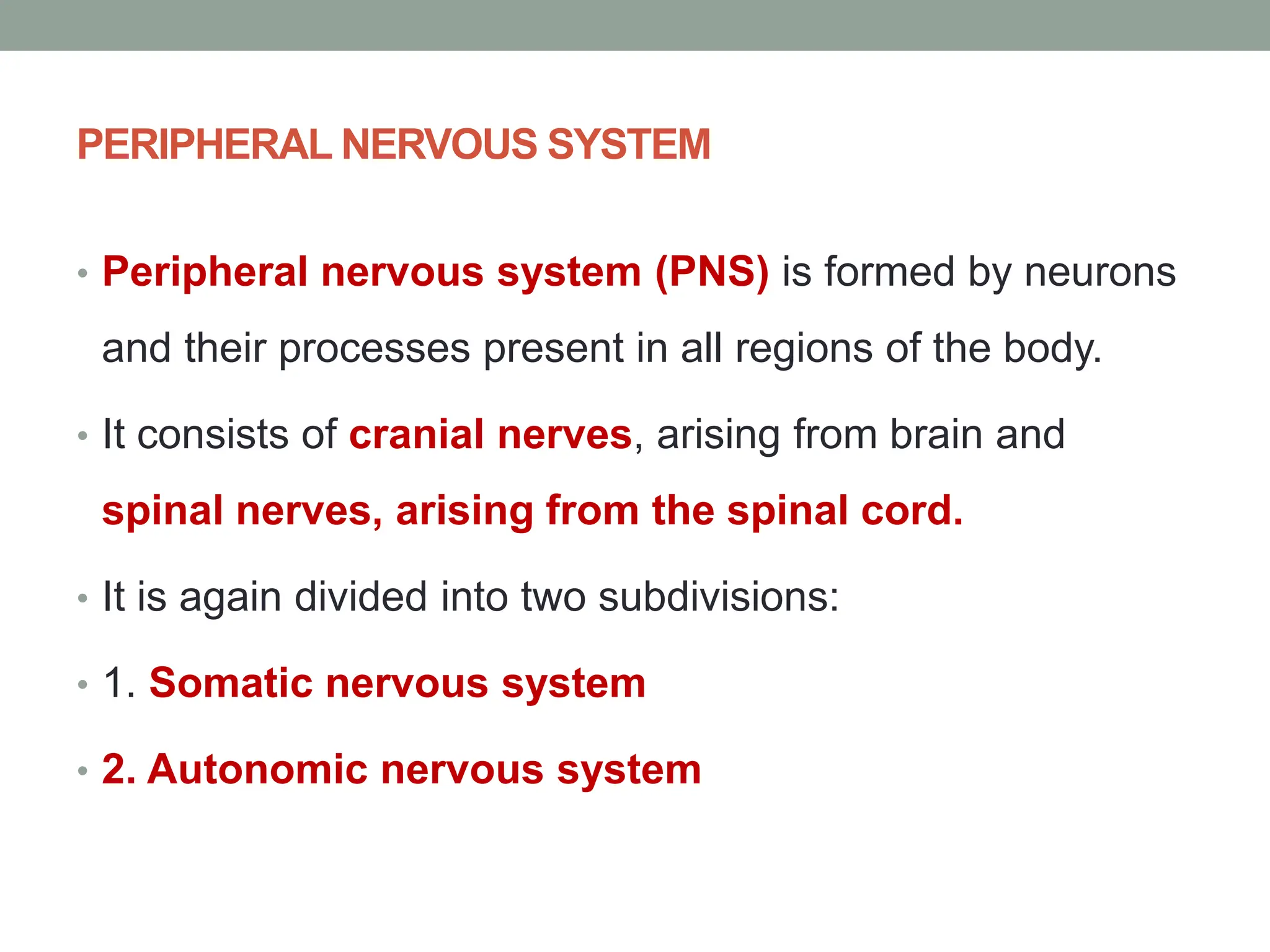 PERIPHERAL NERVOUS SYSTEM
• Peripheral nervous system (PNS) is formed by neurons
and their processes present in all regions of the body.
• It consists of cranial nerves, arising from brain and
spinal nerves, arising from the spinal cord.
• It is again divided into two subdivisions:
• 1. Somatic nervous system
• 2. Autonomic nervous system
 