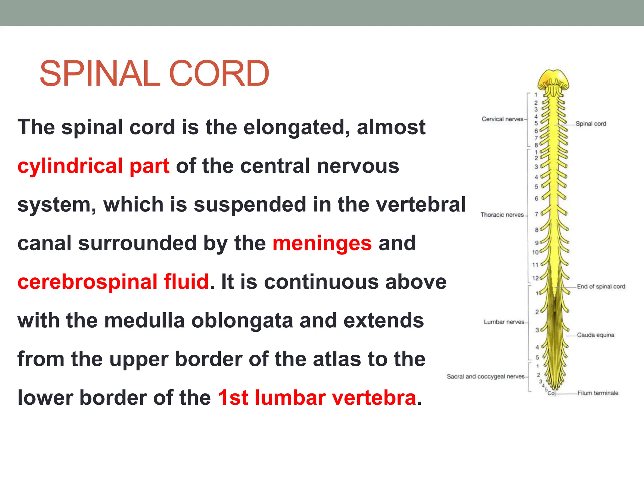 SPINAL CORD
The spinal cord is the elongated, almost
cylindrical part of the central nervous
system, which is suspended in the vertebral
canal surrounded by the meninges and
cerebrospinal fluid. It is continuous above
with the medulla oblongata and extends
from the upper border of the atlas to the
lower border of the 1st lumbar vertebra.
 