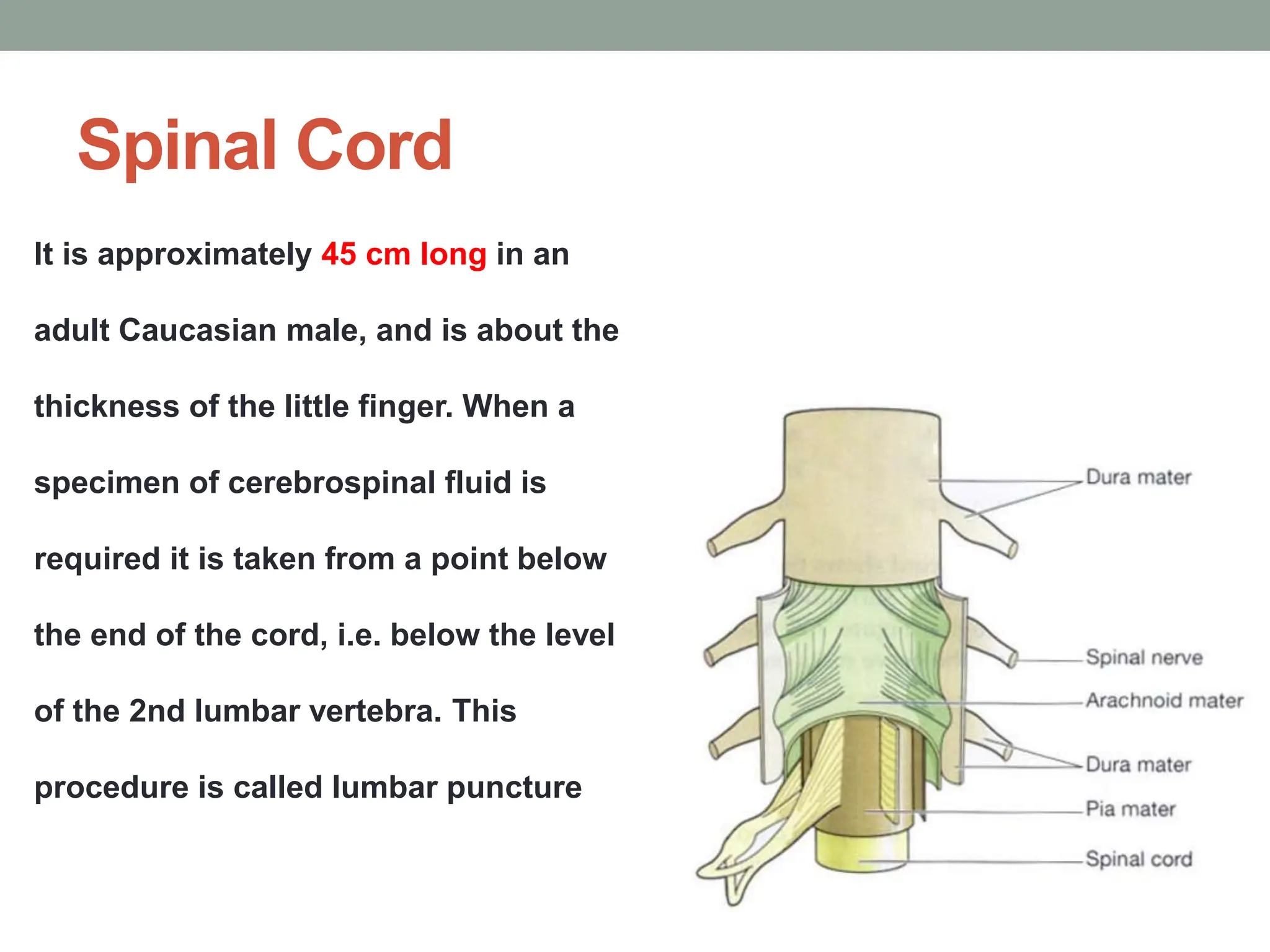 Spinal Cord
It is approximately 45 cm long in an
adult Caucasian male, and is about the
thickness of the little finger. When a
specimen of cerebrospinal fluid is
required it is taken from a point below
the end of the cord, i.e. below the level
of the 2nd lumbar vertebra. This
procedure is called lumbar puncture
 