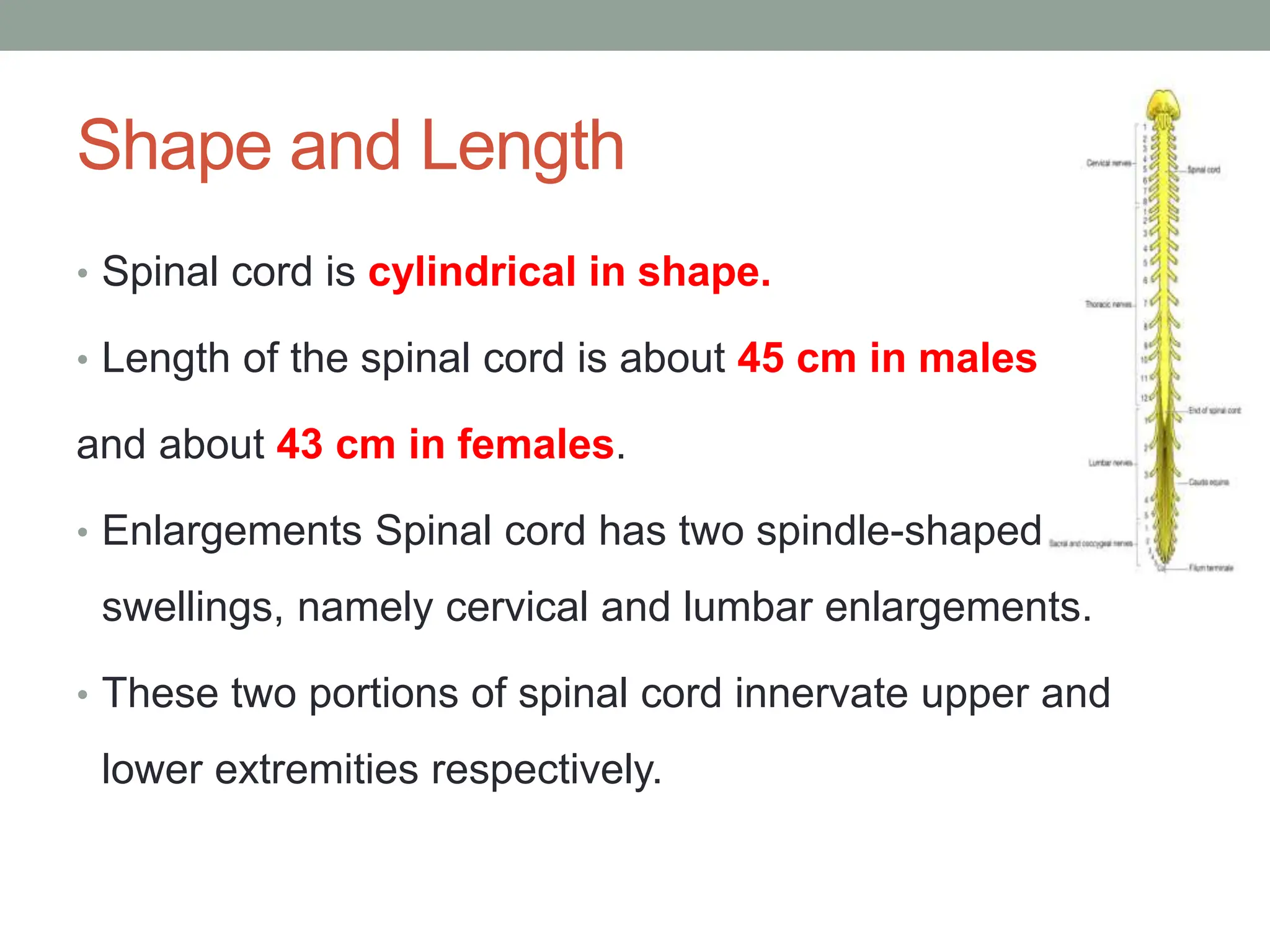 Shape and Length
• Spinal cord is cylindrical in shape.
• Length of the spinal cord is about 45 cm in males
and about 43 cm in females.
• Enlargements Spinal cord has two spindle-shaped
swellings, namely cervical and lumbar enlargements.
• These two portions of spinal cord innervate upper and
lower extremities respectively.
 