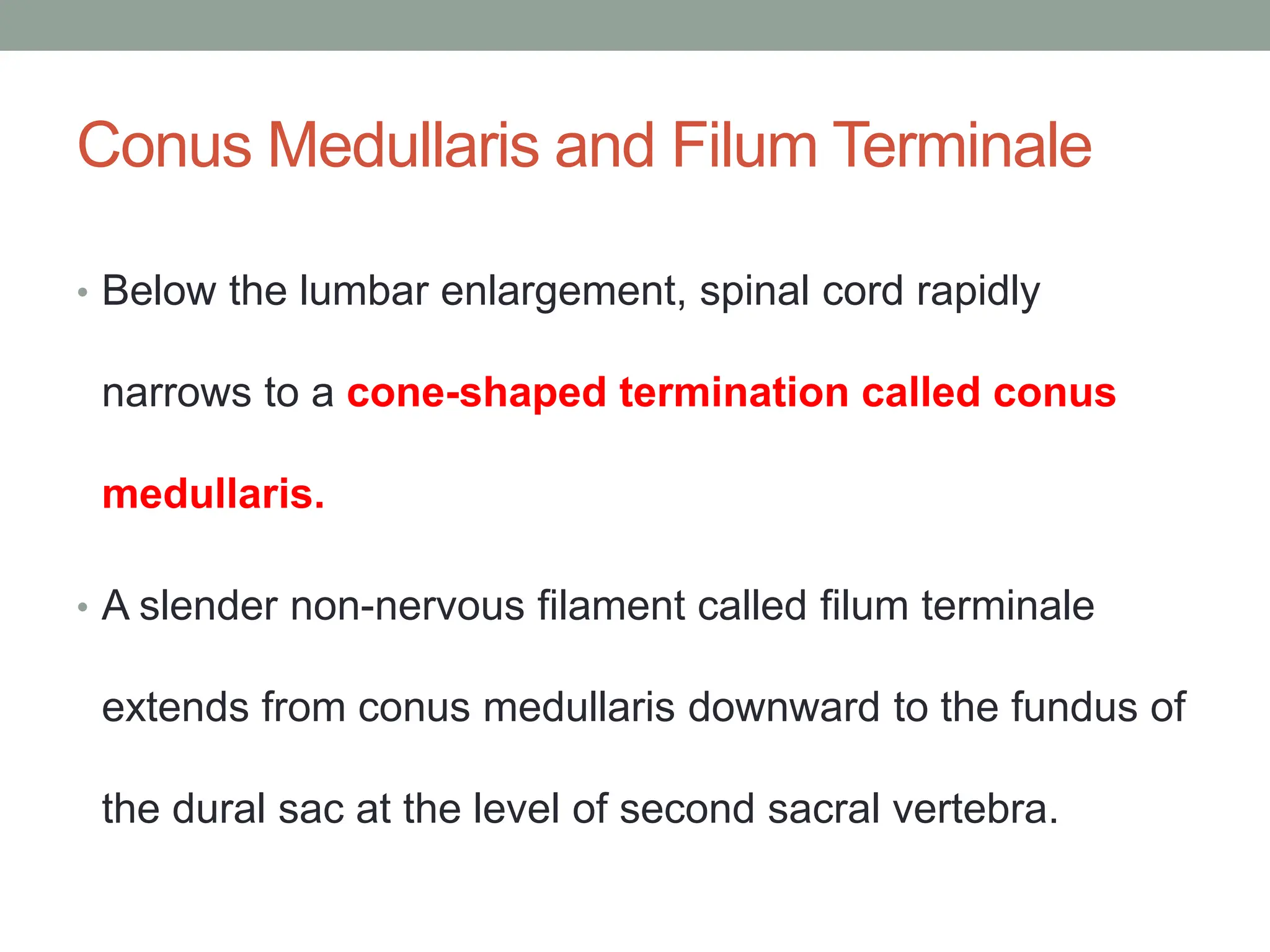 Conus Medullaris and Filum Terminale
• Below the lumbar enlargement, spinal cord rapidly
narrows to a cone-shaped termination called conus
medullaris.
• A slender non-nervous filament called filum terminale
extends from conus medullaris downward to the fundus of
the dural sac at the level of second sacral vertebra.
 