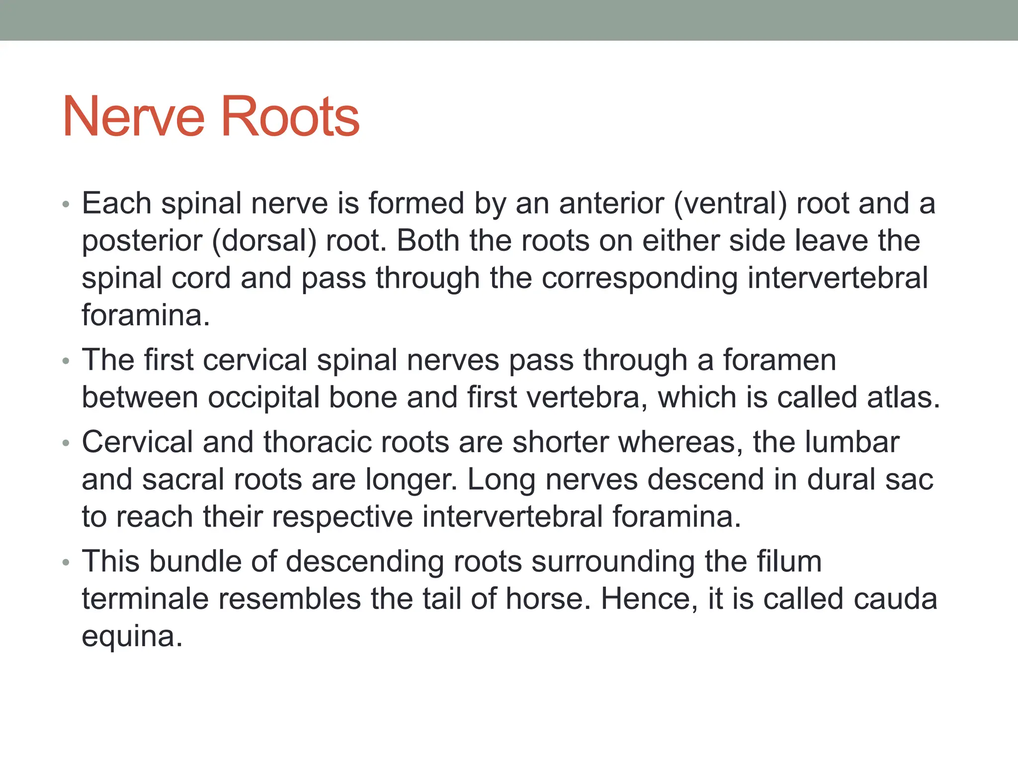 Nerve Roots
• Each spinal nerve is formed by an anterior (ventral) root and a
posterior (dorsal) root. Both the roots on either side leave the
spinal cord and pass through the corresponding intervertebral
foramina.
• The first cervical spinal nerves pass through a foramen
between occipital bone and first vertebra, which is called atlas.
• Cervical and thoracic roots are shorter whereas, the lumbar
and sacral roots are longer. Long nerves descend in dural sac
to reach their respective intervertebral foramina.
• This bundle of descending roots surrounding the filum
terminale resembles the tail of horse. Hence, it is called cauda
equina.
 