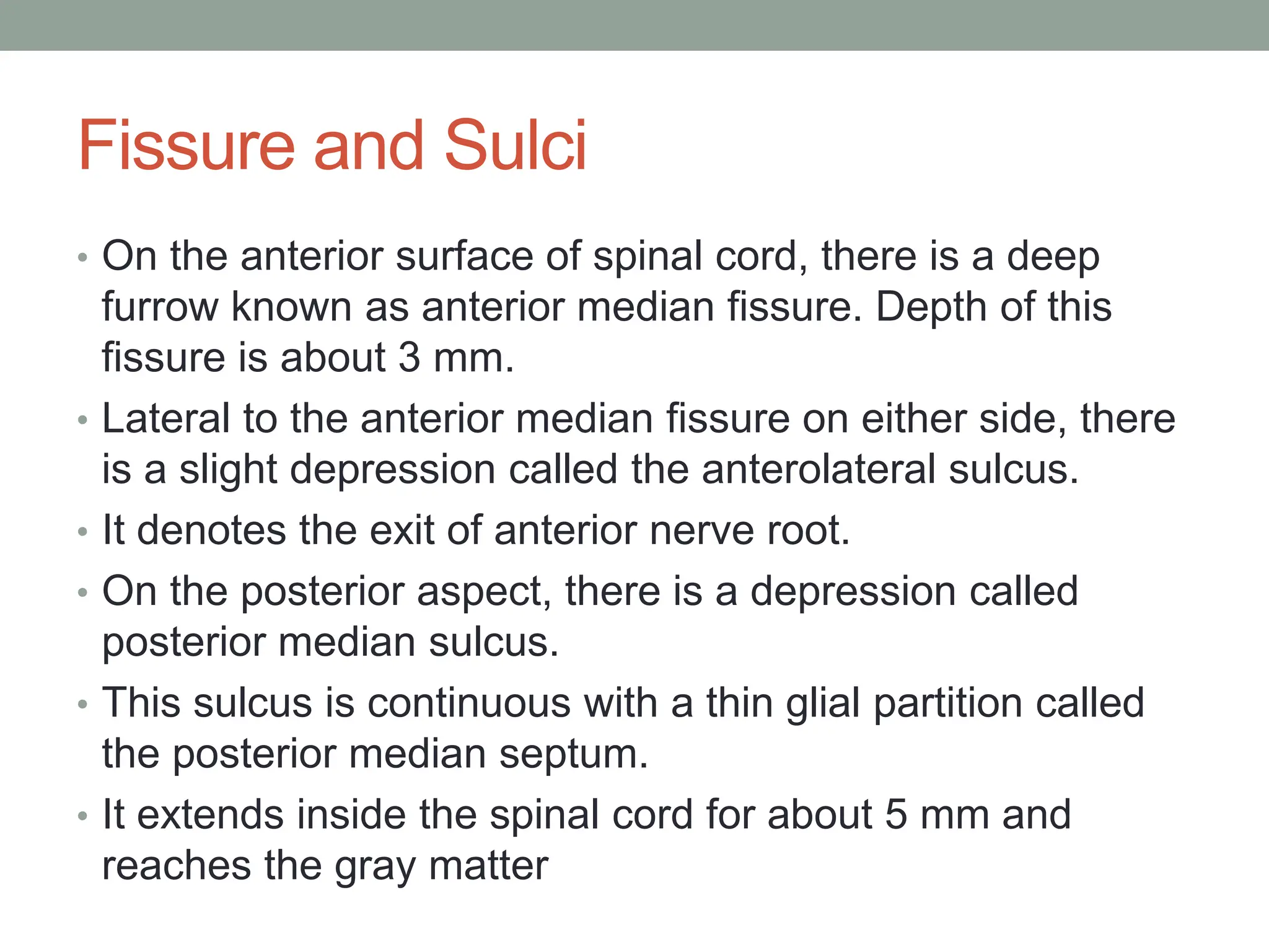 Fissure and Sulci
• On the anterior surface of spinal cord, there is a deep
furrow known as anterior median fissure. Depth of this
fissure is about 3 mm.
• Lateral to the anterior median fissure on either side, there
is a slight depression called the anterolateral sulcus.
• It denotes the exit of anterior nerve root.
• On the posterior aspect, there is a depression called
posterior median sulcus.
• This sulcus is continuous with a thin glial partition called
the posterior median septum.
• It extends inside the spinal cord for about 5 mm and
reaches the gray matter
 