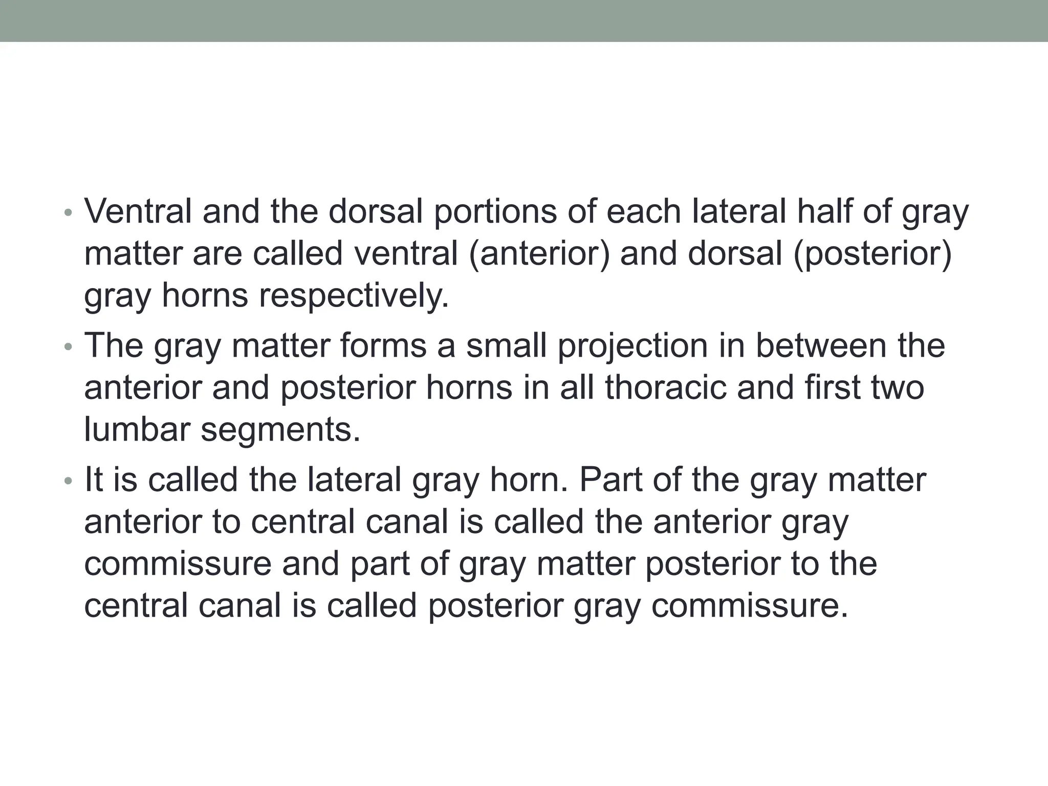 • Ventral and the dorsal portions of each lateral half of gray
matter are called ventral (anterior) and dorsal (posterior)
gray horns respectively.
• The gray matter forms a small projection in between the
anterior and posterior horns in all thoracic and first two
lumbar segments.
• It is called the lateral gray horn. Part of the gray matter
anterior to central canal is called the anterior gray
commissure and part of gray matter posterior to the
central canal is called posterior gray commissure.
 