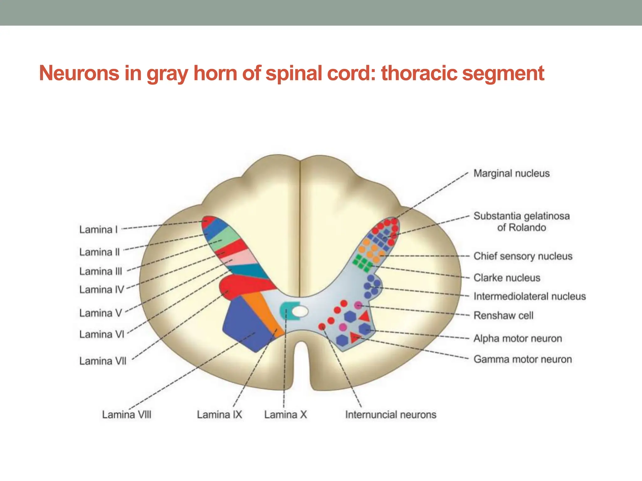 Neurons in gray horn of spinal cord: thoracic segment
 