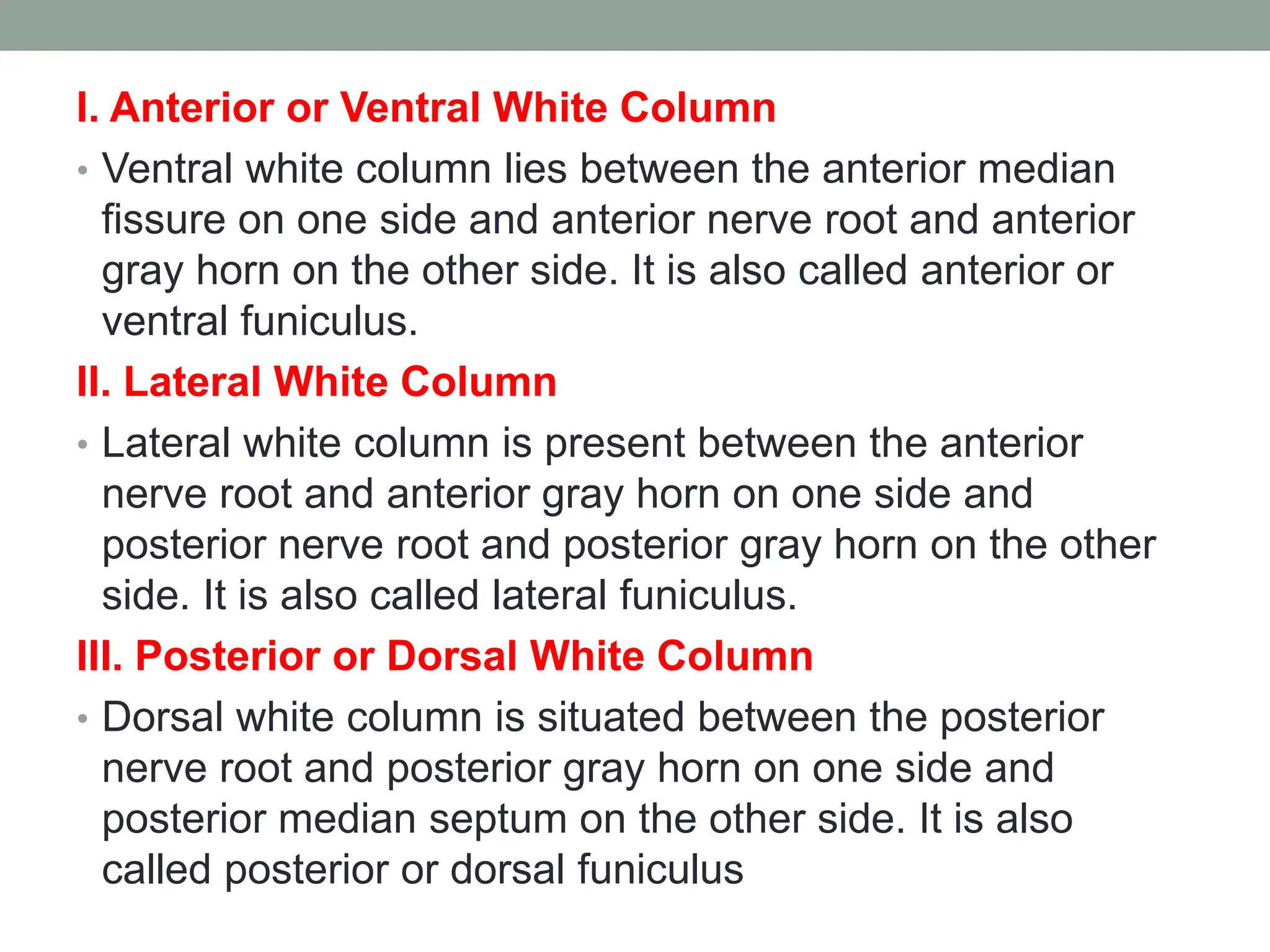 I. Anterior or Ventral White Column
• Ventral white column lies between the anterior median
fissure on one side and anterior nerve root and anterior
gray horn on the other side. It is also called anterior or
ventral funiculus.
II. Lateral White Column
• Lateral white column is present between the anterior
nerve root and anterior gray horn on one side and
posterior nerve root and posterior gray horn on the other
side. It is also called lateral funiculus.
III. Posterior or Dorsal White Column
• Dorsal white column is situated between the posterior
nerve root and posterior gray horn on one side and
posterior median septum on the other side. It is also
called posterior or dorsal funiculus
 