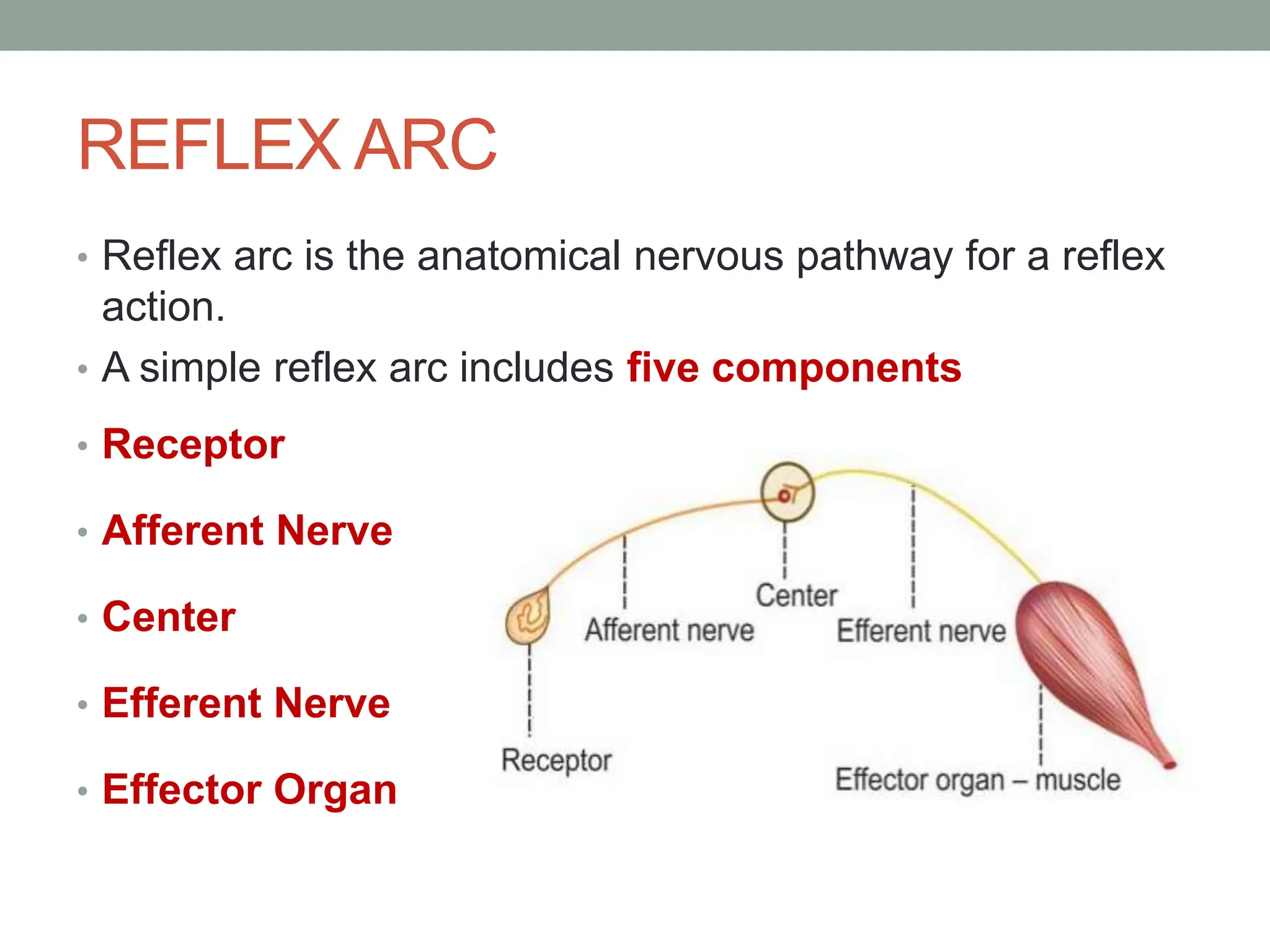 REFLEX ARC
• Reflex arc is the anatomical nervous pathway for a reflex
action.
• A simple reflex arc includes five components
• Receptor
• Afferent Nerve
• Center
• Efferent Nerve
• Effector Organ
 