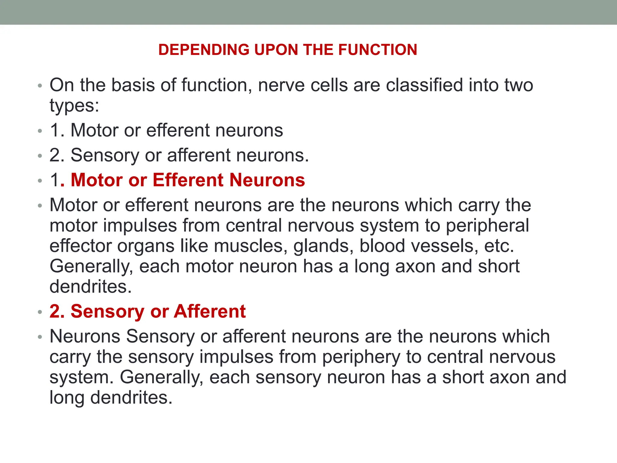 • On the basis of function, nerve cells are classified into two
types:
• 1. Motor or efferent neurons
• 2. Sensory or afferent neurons.
• 1. Motor or Efferent Neurons
• Motor or efferent neurons are the neurons which carry the
motor impulses from central nervous system to peripheral
effector organs like muscles, glands, blood vessels, etc.
Generally, each motor neuron has a long axon and short
dendrites.
• 2. Sensory or Afferent
• Neurons Sensory or afferent neurons are the neurons which
carry the sensory impulses from periphery to central nervous
system. Generally, each sensory neuron has a short axon and
long dendrites.
DEPENDING UPON THE FUNCTION
 