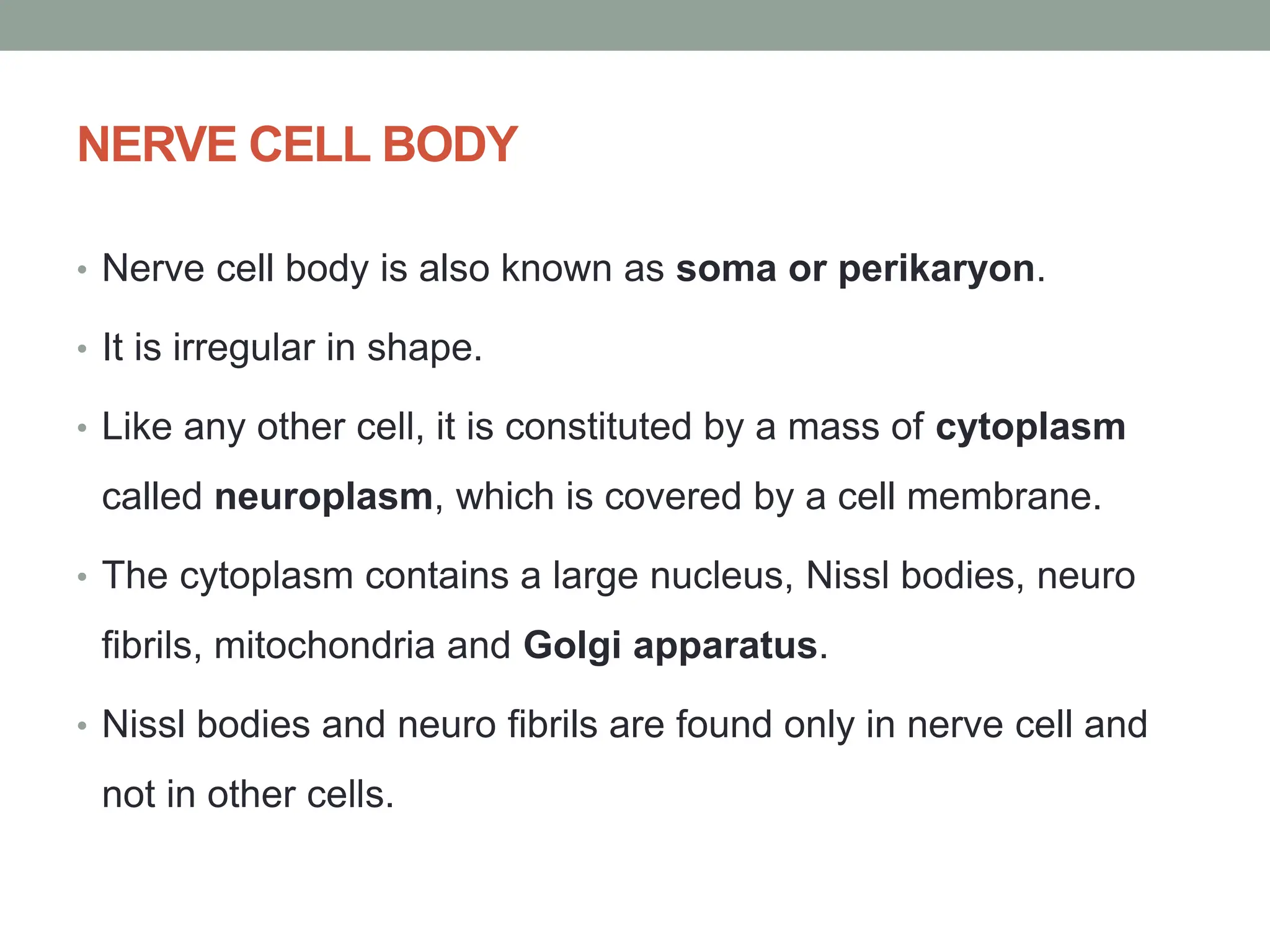 NERVE CELL BODY
• Nerve cell body is also known as soma or perikaryon.
• It is irregular in shape.
• Like any other cell, it is constituted by a mass of cytoplasm
called neuroplasm, which is covered by a cell membrane.
• The cytoplasm contains a large nucleus, Nissl bodies, neuro
fibrils, mitochondria and Golgi apparatus.
• Nissl bodies and neuro fibrils are found only in nerve cell and
not in other cells.
 