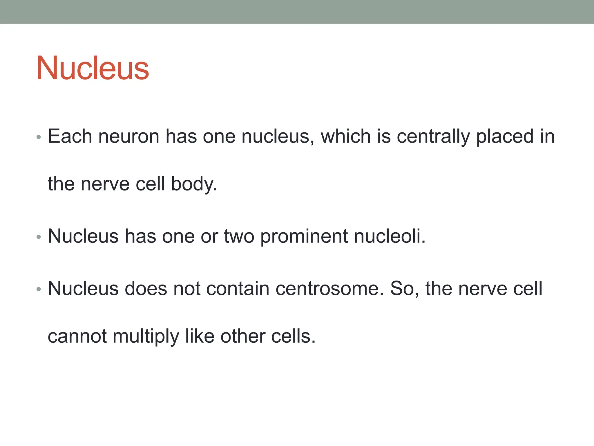 Nucleus
• Each neuron has one nucleus, which is centrally placed in
the nerve cell body.
• Nucleus has one or two prominent nucleoli.
• Nucleus does not contain centrosome. So, the nerve cell
cannot multiply like other cells.
 