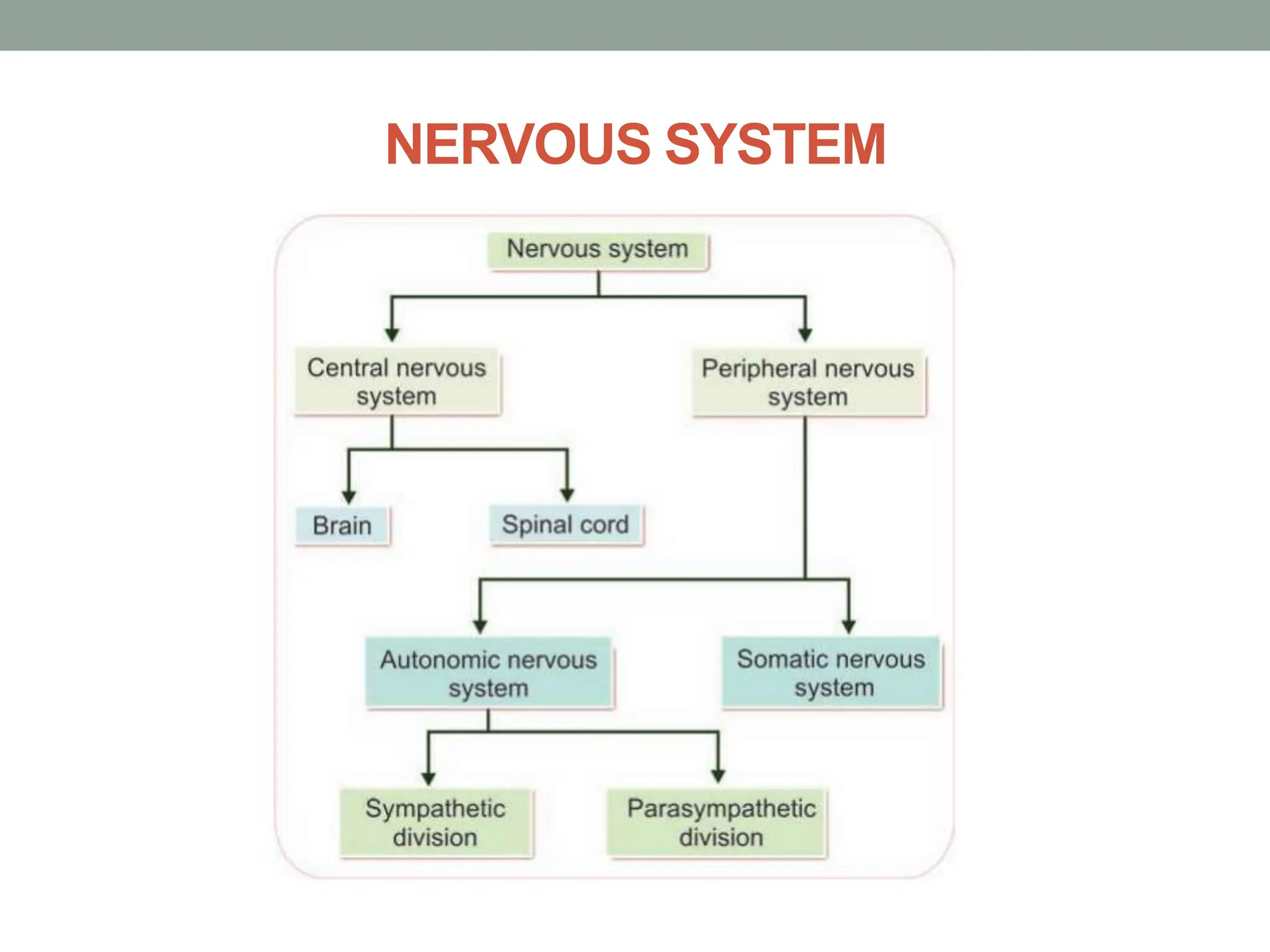 NERVOUS SYSTEM
 