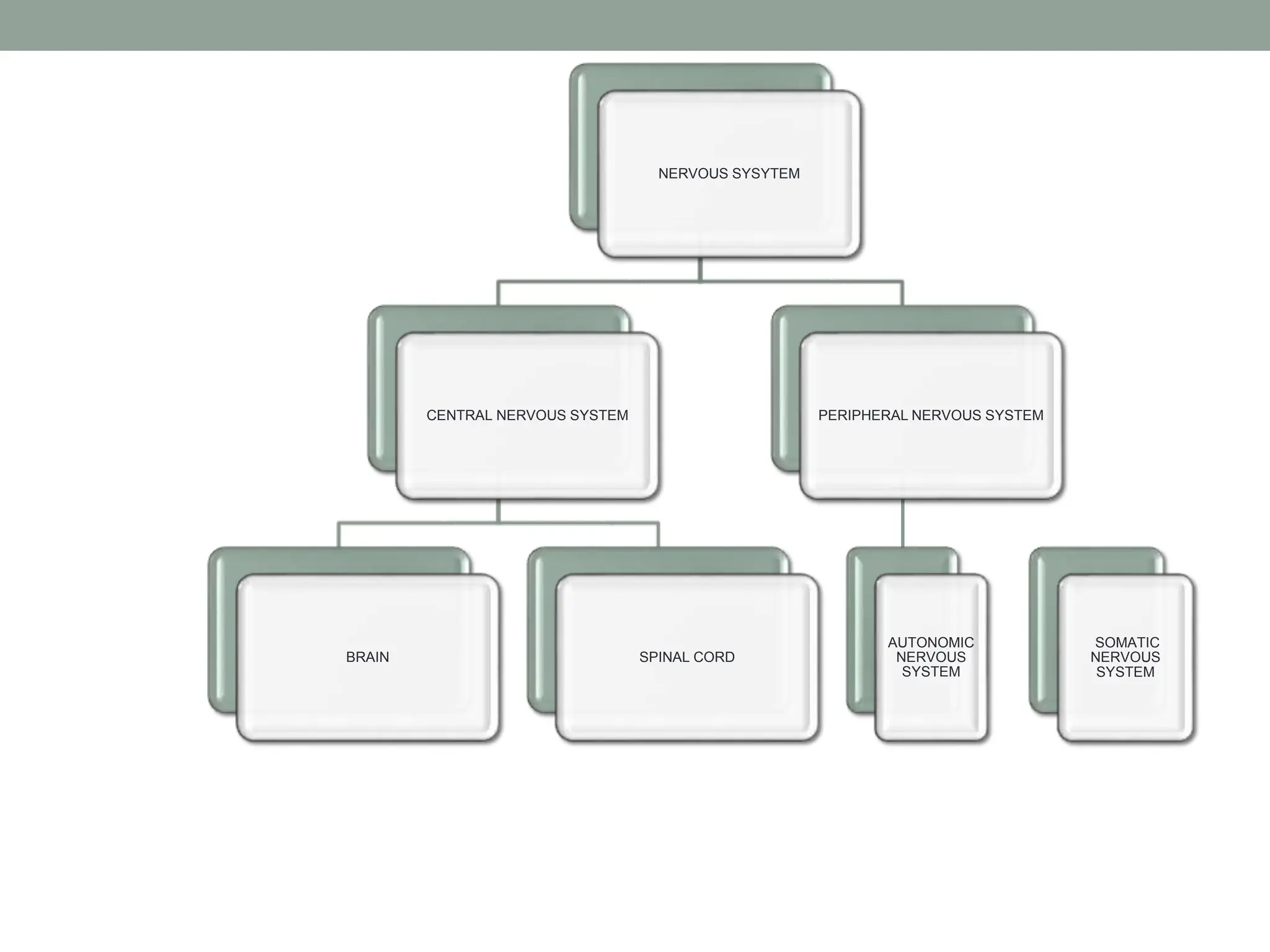 NERVOUS SYSYTEM
CENTRAL NERVOUS SYSTEM
BRAIN SPINAL CORD
PERIPHERAL NERVOUS SYSTEM
AUTONOMIC
NERVOUS
SYSTEM
SOMATIC
NERVOUS
SYSTEM
 