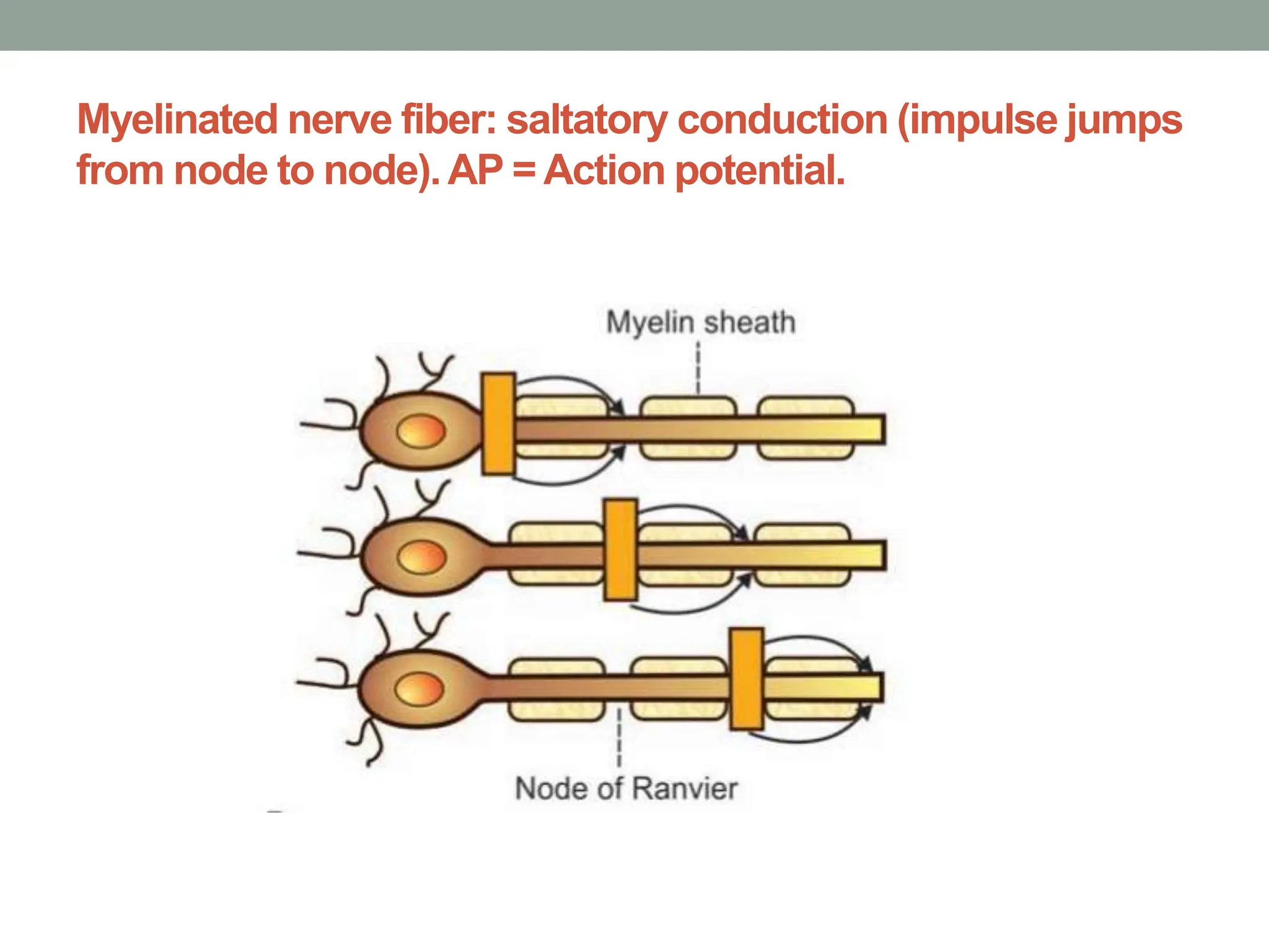 Myelinated nerve fiber: saltatory conduction (impulse jumps
from node to node).AP = Action potential.
 