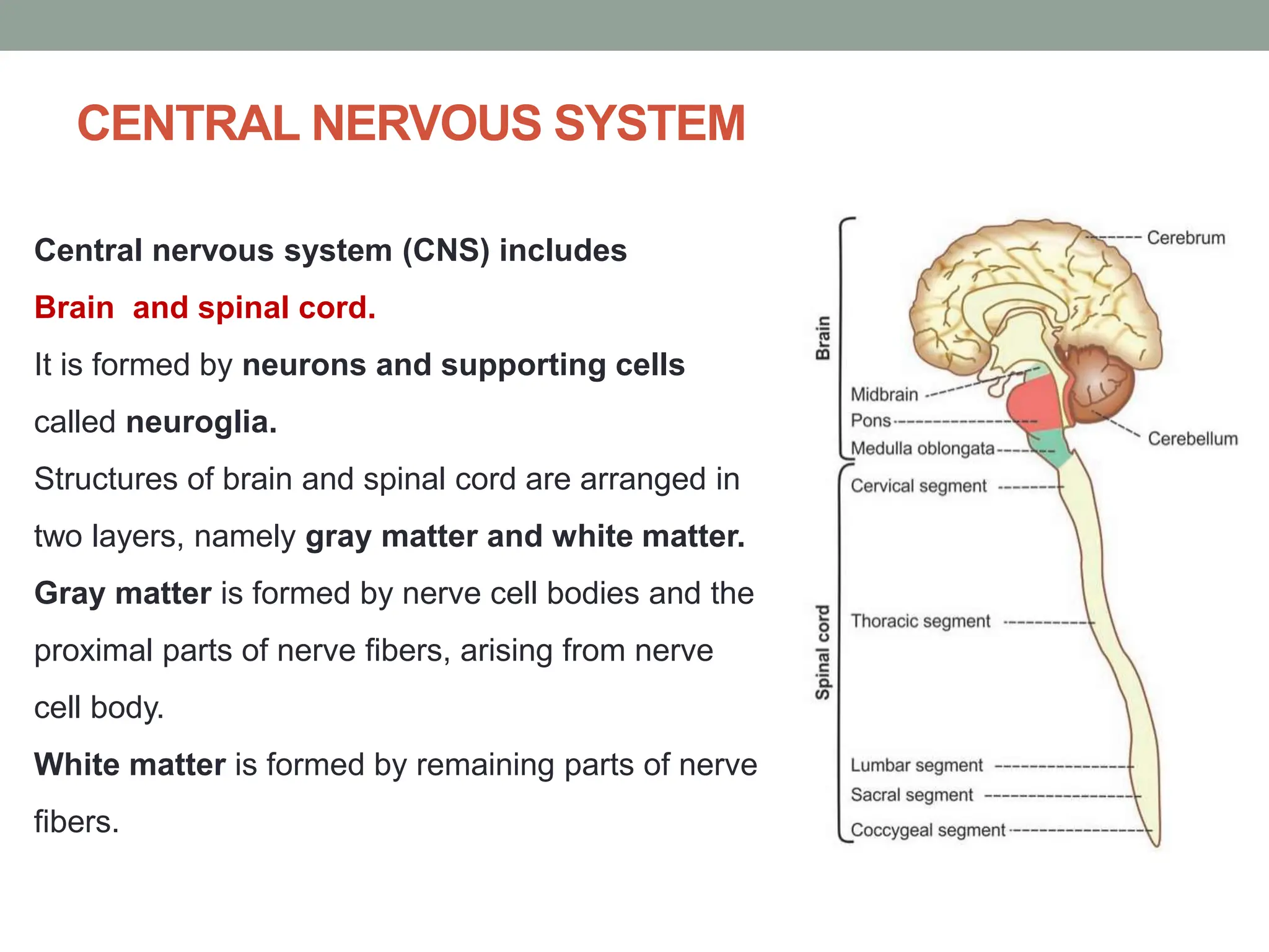 CENTRAL NERVOUS SYSTEM
Central nervous system (CNS) includes
Brain and spinal cord.
It is formed by neurons and supporting cells
called neuroglia.
Structures of brain and spinal cord are arranged in
two layers, namely gray matter and white matter.
Gray matter is formed by nerve cell bodies and the
proximal parts of nerve fibers, arising from nerve
cell body.
White matter is formed by remaining parts of nerve
fibers.
 