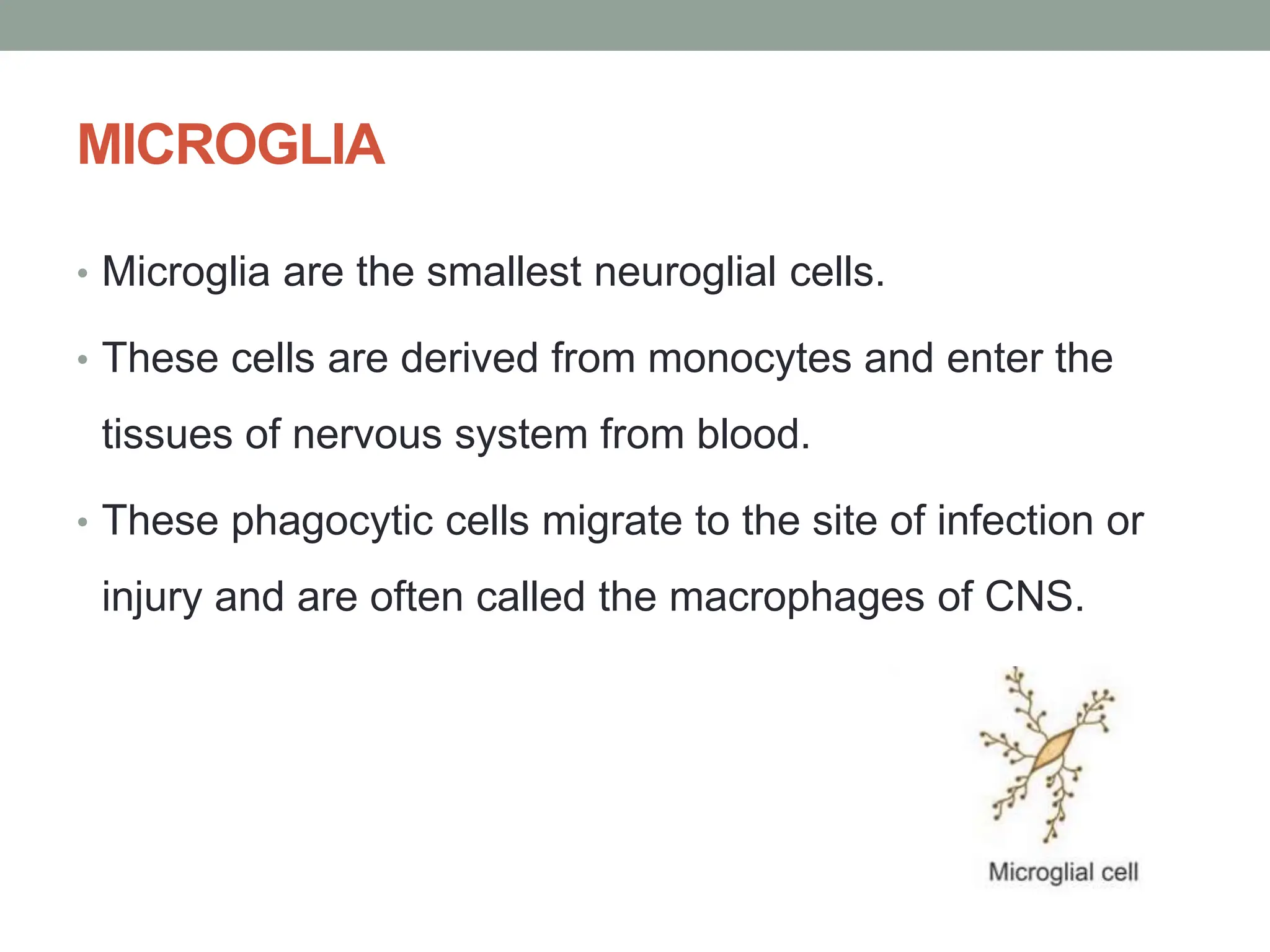 MICROGLIA
• Microglia are the smallest neuroglial cells.
• These cells are derived from monocytes and enter the
tissues of nervous system from blood.
• These phagocytic cells migrate to the site of infection or
injury and are often called the macrophages of CNS.
 