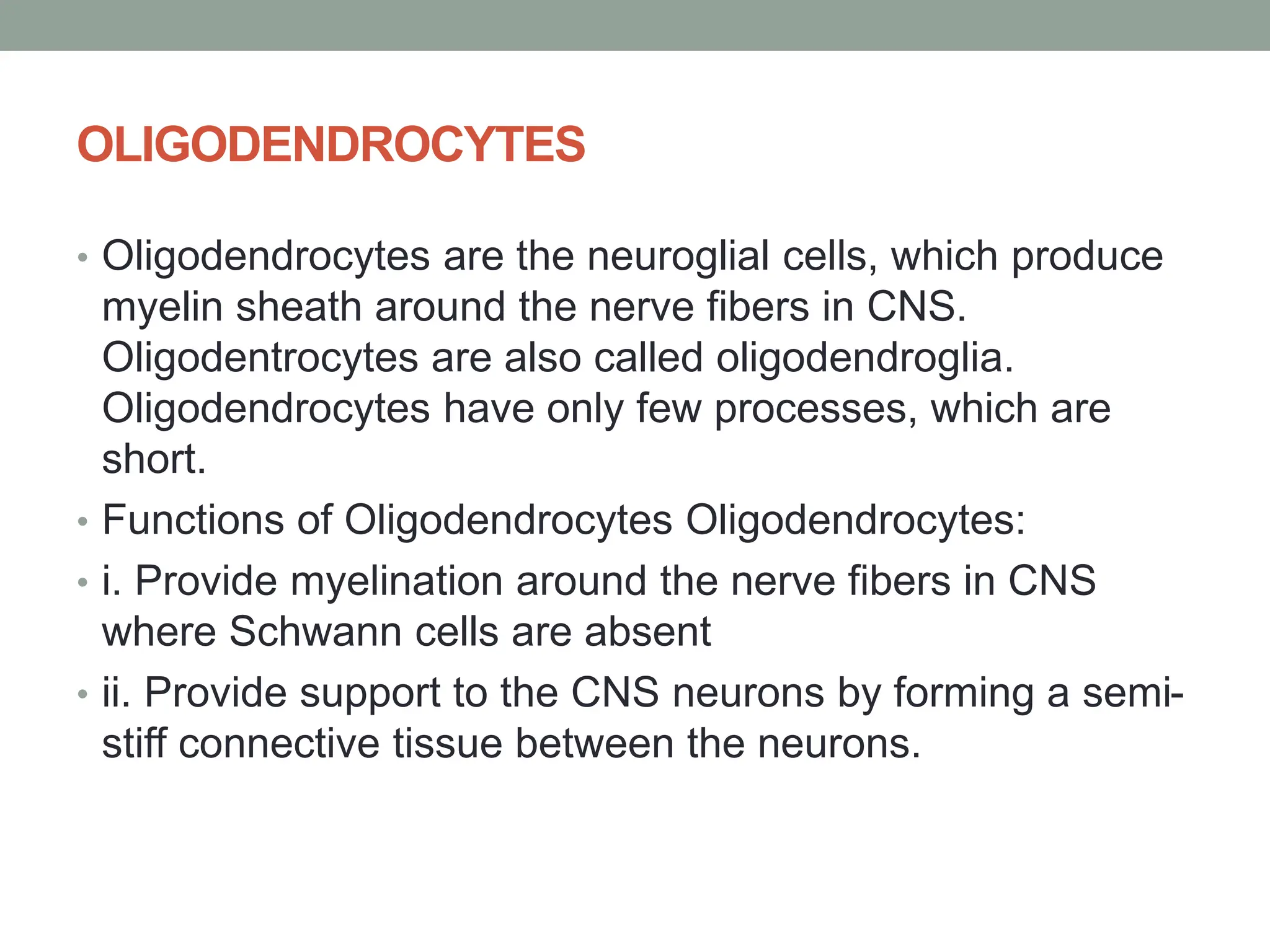 OLIGODENDROCYTES
• Oligodendrocytes are the neuroglial cells, which produce
myelin sheath around the nerve fibers in CNS.
Oligodentrocytes are also called oligodendroglia.
Oligodendrocytes have only few processes, which are
short.
• Functions of Oligodendrocytes Oligodendrocytes:
• i. Provide myelination around the nerve fibers in CNS
where Schwann cells are absent
• ii. Provide support to the CNS neurons by forming a semi-
stiff connective tissue between the neurons.
 