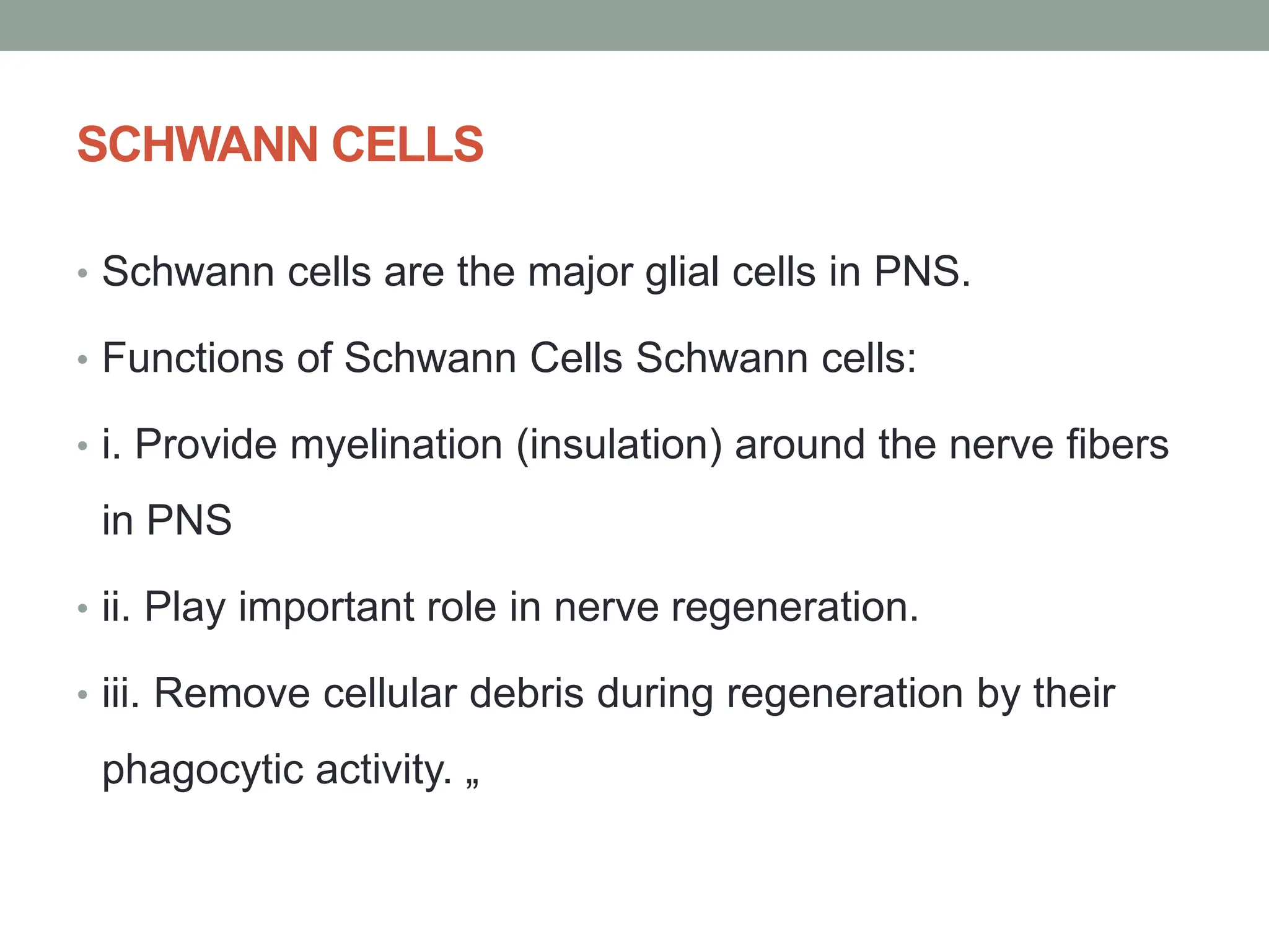 SCHWANN CELLS
• Schwann cells are the major glial cells in PNS.
• Functions of Schwann Cells Schwann cells:
• i. Provide myelination (insulation) around the nerve fibers
in PNS
• ii. Play important role in nerve regeneration.
• iii. Remove cellular debris during regeneration by their
phagocytic activity. „
 