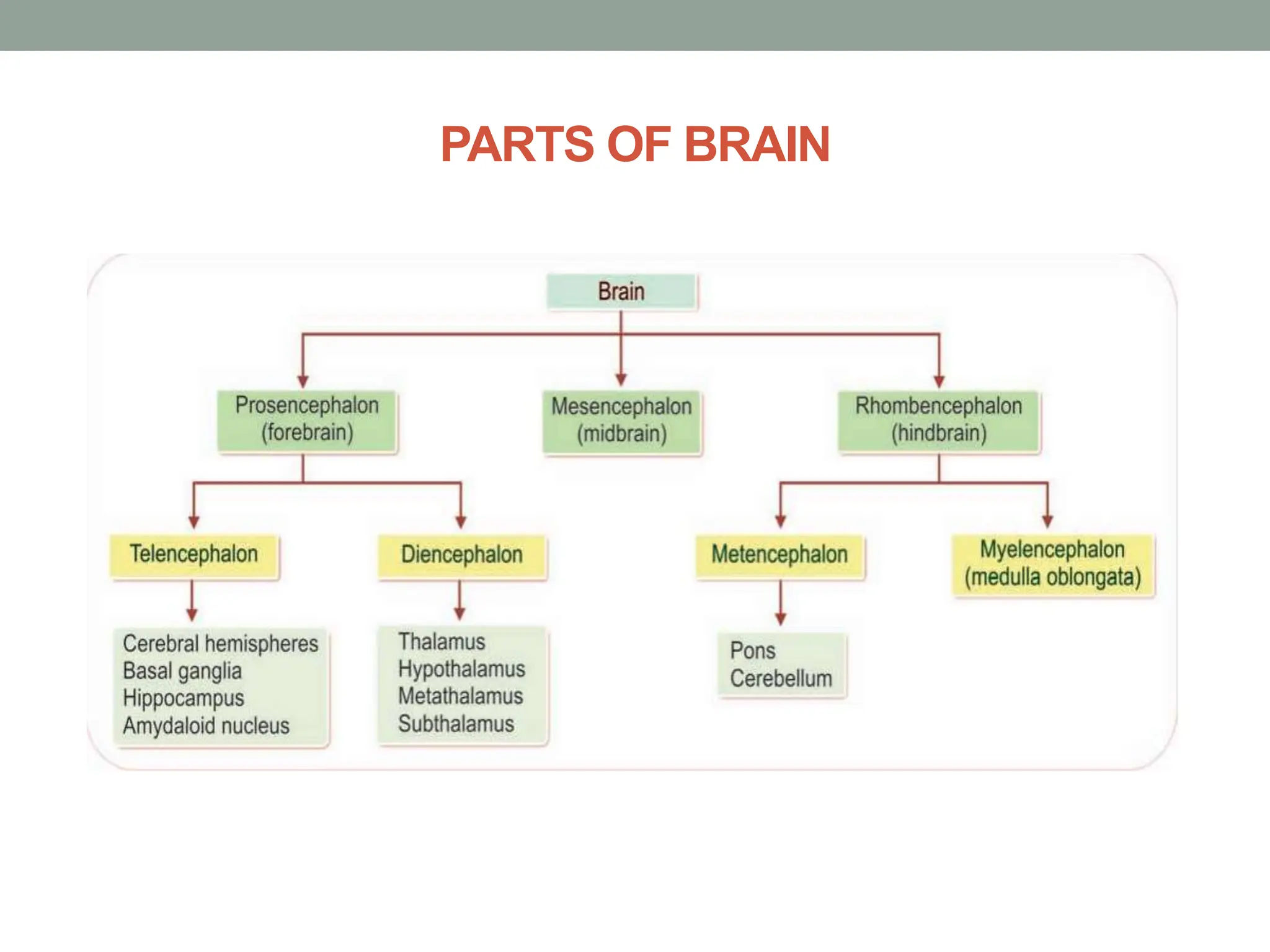 PARTS OF BRAIN
 