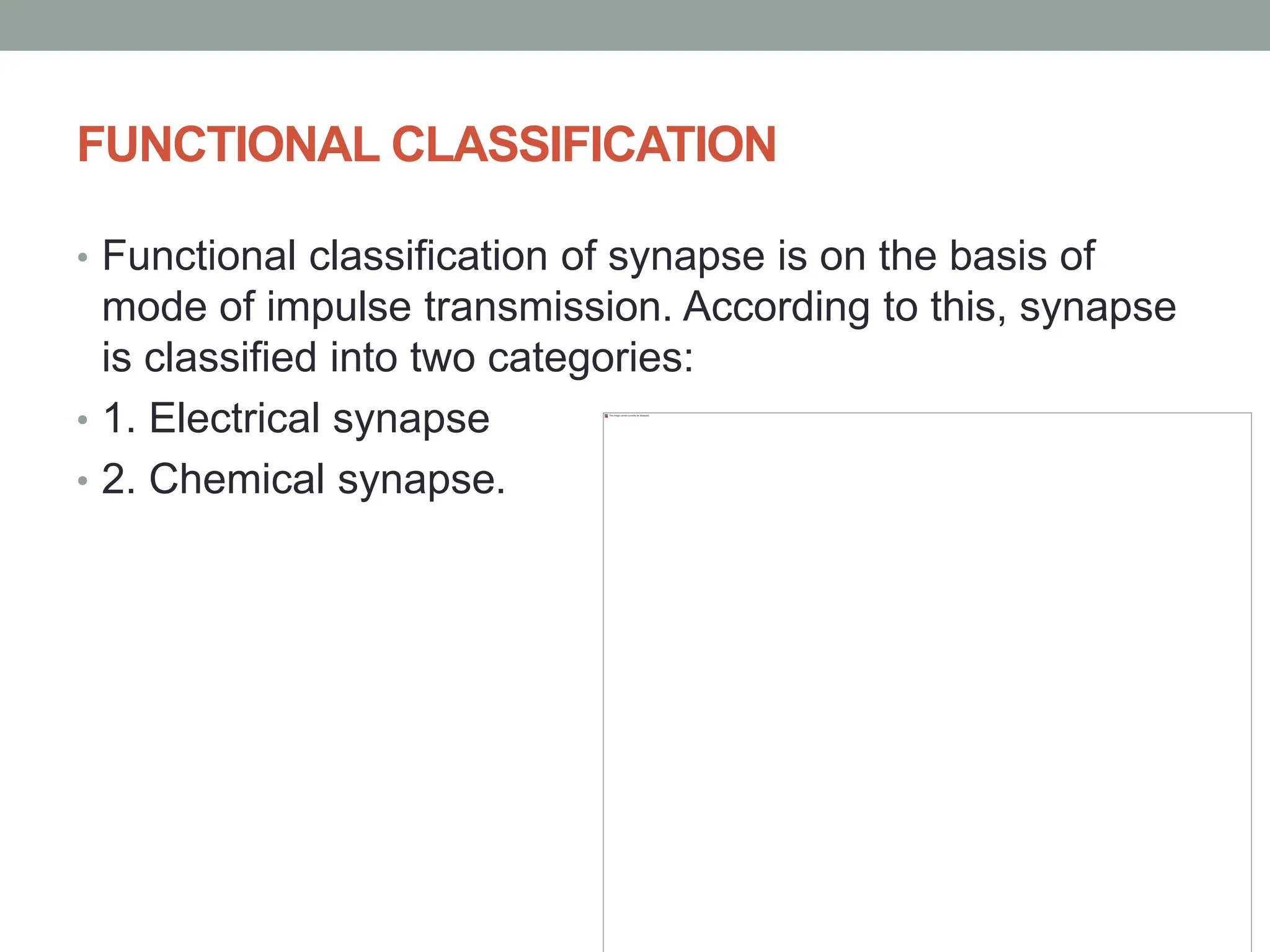 FUNCTIONAL CLASSIFICATION
• Functional classification of synapse is on the basis of
mode of impulse transmission. According to this, synapse
is classified into two categories:
• 1. Electrical synapse
• 2. Chemical synapse.
 