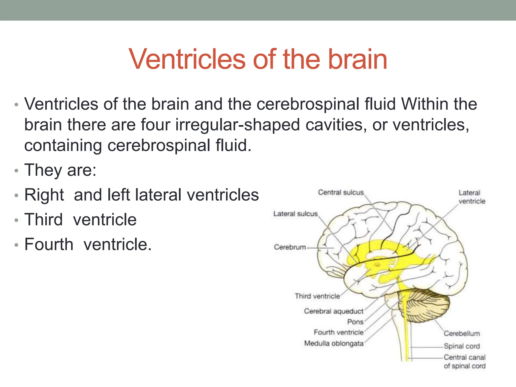 Ventricles of the brain
• Ventricles of the brain and the cerebrospinal fluid Within the
brain there are four irregular-shaped cavities, or ventricles,
containing cerebrospinal fluid.
• They are:
• Right and left lateral ventricles
• Third ventricle
• Fourth ventricle.
 