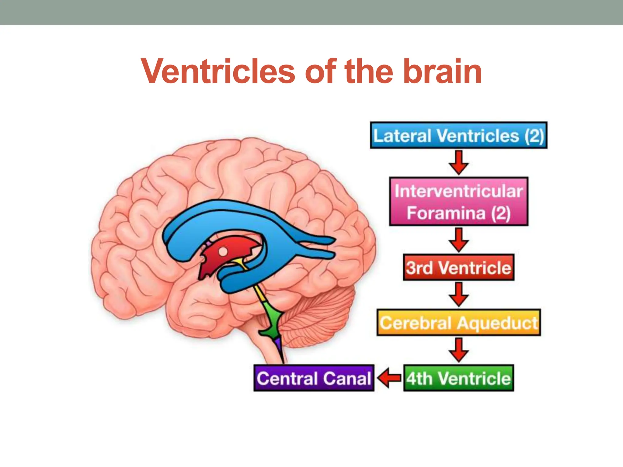 Ventricles of the brain
 