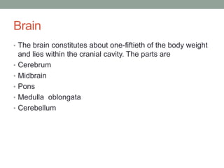 Brain
• The brain constitutes about one-fiftieth of the body weight
and lies within the cranial cavity. The parts are
• Cerebrum
• Midbrain
• Pons
• Medulla oblongata
• Cerebellum
 