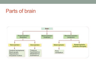 Parts of brain
 