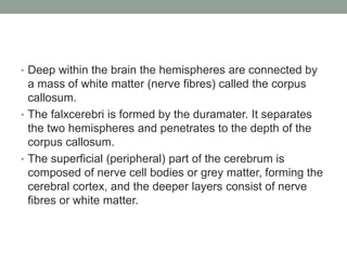 • Deep within the brain the hemispheres are connected by
a mass of white matter (nerve fibres) called the corpus
callosum.
• The falxcerebri is formed by the duramater. It separates
the two hemispheres and penetrates to the depth of the
corpus callosum.
• The superficial (peripheral) part of the cerebrum is
composed of nerve cell bodies or grey matter, forming the
cerebral cortex, and the deeper layers consist of nerve
fibres or white matter.
 