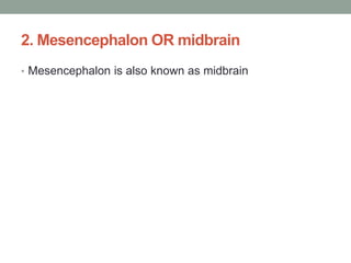 2. Mesencephalon OR midbrain
• Mesencephalon is also known as midbrain
 