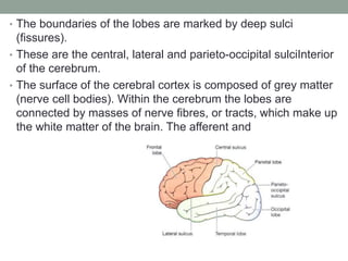 • The boundaries of the lobes are marked by deep sulci
(fissures).
• These are the central, lateral and parieto-occipital sulciInterior
of the cerebrum.
• The surface of the cerebral cortex is composed of grey matter
(nerve cell bodies). Within the cerebrum the lobes are
connected by masses of nerve fibres, or tracts, which make up
the white matter of the brain. The afferent and
 