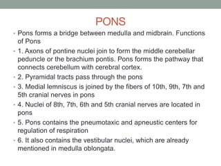 PONS
• Pons forms a bridge between medulla and midbrain. Functions
of Pons
• 1. Axons of pontine nuclei join to form the middle cerebellar
peduncle or the brachium pontis. Pons forms the pathway that
connects cerebellum with cerebral cortex.
• 2. Pyramidal tracts pass through the pons
• 3. Medial lemniscus is joined by the fibers of 10th, 9th, 7th and
5th cranial nerves in pons
• 4. Nuclei of 8th, 7th, 6th and 5th cranial nerves are located in
pons
• 5. Pons contains the pneumotaxic and apneustic centers for
regulation of respiration
• 6. It also contains the vestibular nuclei, which are already
mentioned in medulla oblongata.
 