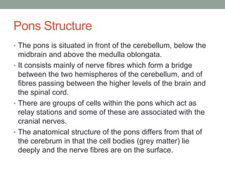 Pons Structure
• The pons is situated in front of the cerebellum, below the
midbrain and above the medulla oblongata.
• It consists mainly of nerve fibres which form a bridge
between the two hemispheres of the cerebellum, and of
fibres passing between the higher levels of the brain and
the spinal cord.
• There are groups of cells within the pons which act as
relay stations and some of these are associated with the
cranial nerves.
• The anatomical structure of the pons differs from that of
the cerebrum in that the cell bodies (grey matter) lie
deeply and the nerve fibres are on the surface.
 