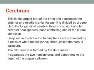 Cerebrum
• This is the largest part of the brain and it occupies the
anterior and middle cranial fossae. It is divided by a deep
cleft, the longitudinal cerebral fissure, into right and left
cerebral hemispheres, each containing one of the lateral
ventricles.
• Deep within the brain the hemispheres are connected by
a mass of white matter (nerve fibres) called the corpus
callosum.
• The falx cerebri is formed by the dura mater .
• It separates the two hemispheres and penetrates to the
depth of the corpus callosum.
 