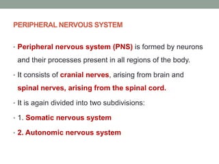 PERIPHERAL NERVOUS SYSTEM
• Peripheral nervous system (PNS) is formed by neurons
and their processes present in all regions of the body.
• It consists of cranial nerves, arising from brain and
spinal nerves, arising from the spinal cord.
• It is again divided into two subdivisions:
• 1. Somatic nervous system
• 2. Autonomic nervous system
 