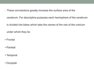 • These convolutions greatly increase the surface area of the
cerebrum. For descriptive purposes each hemisphere of the cerebrum
is divided into lobes which take the names of the nes of the cranium
under which they lie:
• Frontal
• Parietal
• Temporal
• Occipital.
 