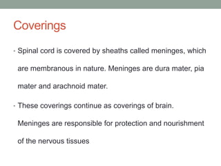Coverings
• Spinal cord is covered by sheaths called meninges, which
are membranous in nature. Meninges are dura mater, pia
mater and arachnoid mater.
• These coverings continue as coverings of brain.
Meninges are responsible for protection and nourishment
of the nervous tissues
 