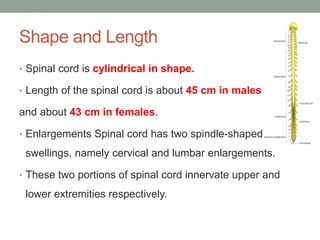 Shape and Length
• Spinal cord is cylindrical in shape.
• Length of the spinal cord is about 45 cm in males
and about 43 cm in females.
• Enlargements Spinal cord has two spindle-shaped
swellings, namely cervical and lumbar enlargements.
• These two portions of spinal cord innervate upper and
lower extremities respectively.
 