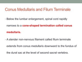 Conus Medullaris and Filum Terminale
• Below the lumbar enlargement, spinal cord rapidly
narrows to a cone-shaped termination called conus
medullaris.
• A slender non-nervous filament called filum terminale
extends from conus medullaris downward to the fundus of
the dural sac at the level of second sacral vertebra.
 
