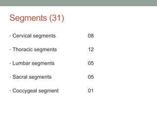 Segments (31)
• Cervical segments 08
• Thoracic segments 12
• Lumbar segments 05
• Sacral segments 05
• Coccygeal segment 01
 