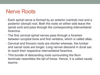 Nerve Roots
• Each spinal nerve is formed by an anterior (ventral) root and a
posterior (dorsal) root. Both the roots on either side leave the
spinal cord and pass through the corresponding intervertebral
foramina.
• The first cervical spinal nerves pass through a foramen
between occipital bone and first vertebra, which is called atlas.
• Cervical and thoracic roots are shorter whereas, the lumbar
and sacral roots are longer. Long nerves descend in dural sac
to reach their respective intervertebral foramina.
• This bundle of descending roots surrounding the filum
terminale resembles the tail of horse. Hence, it is called cauda
equina.
 