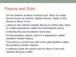 Fissure and Sulci
• On the anterior surface of spinal cord, there is a deep
furrow known as anterior median fissure. Depth of this
fissure is about 3 mm.
• Lateral to the anterior median fissure on either side, there
is a slight depression called the anterolateral sulcus.
• It denotes the exit of anterior nerve root.
• On the posterior aspect, there is a depression called
posterior median sulcus.
• This sulcus is continuous with a thin glial partition called
the posterior median septum.
• It extends inside the spinal cord for about 5 mm and
reaches the gray matter
 
