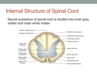 Internal Structure of Spinal Cord
• Neural substance of spinal cord is divided into inner gray
matter and outer white matter
 