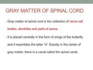 GRAY MATTER OF SPINAL CORD
• Gray matter of spinal cord is the collection of nerve cell
bodies, dendrites and parts of axons.
• It is placed centrally in the form of wings of the butterfly
and it resembles the letter ‘H’. Exactly in the center of
gray matter, there is a canal called the spinal canal.
 