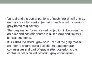 • Ventral and the dorsal portions of each lateral half of gray
matter are called ventral (anterior) and dorsal (posterior)
gray horns respectively.
• The gray matter forms a small projection in between the
anterior and posterior horns in all thoracic and first two
lumbar segments.
• It is called the lateral gray horn. Part of the gray matter
anterior to central canal is called the anterior gray
commissure and part of gray matter posterior to the
central canal is called posterior gray commissure.
 
