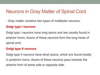 Neurons in Gray Matter of Spinal Cord
• Gray matter contains two types of multipolar neurons:
Golgi type I neurons
Golgi type I neurons have long axons and are usually found in
anterior horns. Axons of these neurons form the long tracts of
spinal cord.
Golgi type II neurons
Golgi type II neurons have short axons, which are found mostly
in posterior horns. Axons of these neurons pass towards the
anterior horn of same side or opposite side.
 
