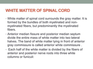 WHITE MATTER OF SPINAL CORD
• White matter of spinal cord surrounds the gray matter. It is
formed by the bundles of both myelinated and non-
myelinated fibers, but predominantly the myelinated
fibers.
• Anterior median fissure and posterior median septum
divide the entire mass of white matter into two lateral
halves. The band of white matter lying in front of anterior
gray commissure is called anterior white commissure .
• Each half of the white matter is divided by the fibers of
anterior and posterior nerve roots into three white
columns or funiculi:
 