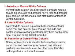 I. Anterior or Ventral White Column
• Ventral white column lies between the anterior median
fissure on one side and anterior nerve root and anterior
gray horn on the other side. It is also called anterior or
ventral funiculus.
II. Lateral White Column
• Lateral white column is present between the anterior
nerve root and anterior gray horn on one side and
posterior nerve root and posterior gray horn on the other
side. It is also called lateral funiculus.
III. Posterior or Dorsal White Column
• Dorsal white column is situated between the posterior
nerve root and posterior gray horn on one side and
posterior median septum on the other side. It is also
called posterior or dorsal funiculus
 