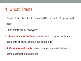 1. Short Tracts
• Fibers of the short tracts connect different parts of spinal cord
itself.
• Short tracts are of two types:
• i. Association or intrinsic tracts, which connect adjacent
segments of spinal cord on the same side
• ii. Commissural tracts, which connect opposite halves of
same segment of spinal cord
 